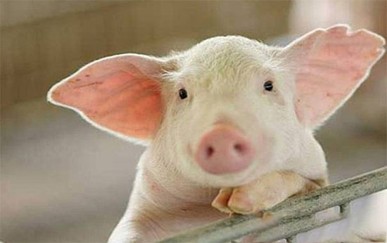 豬飼料生喂的注意事項