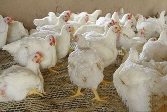 日糧營養與肉雞腿病