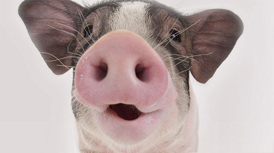 2017年養豬新優惠政策：最高補貼80萬