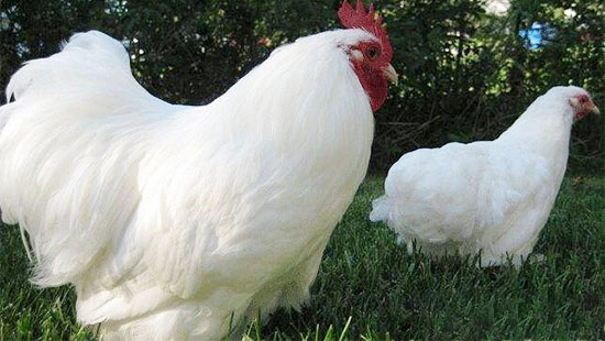 肉雞疾病預防方法