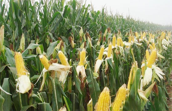 完善玉米生産者補貼制度