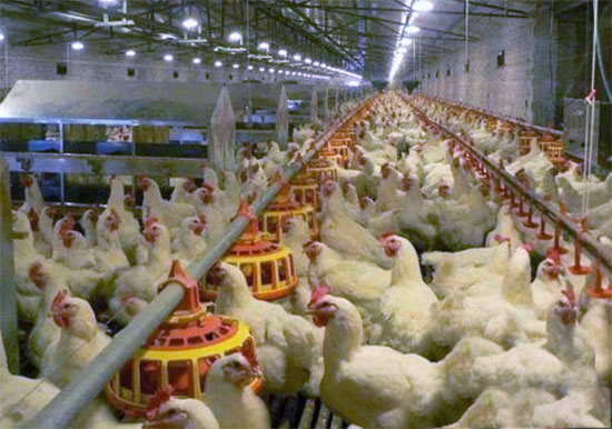 讓肉雞增重的幾種飼喂有效方法
