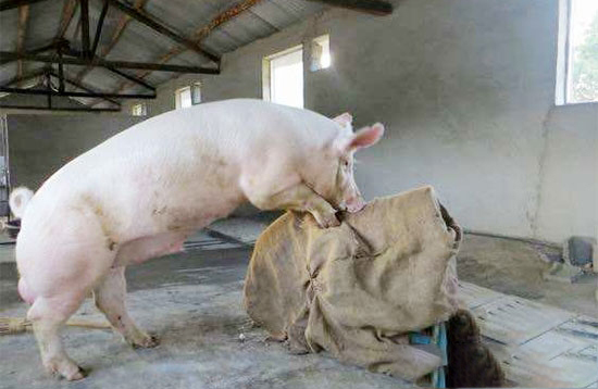 如何調教種公豬