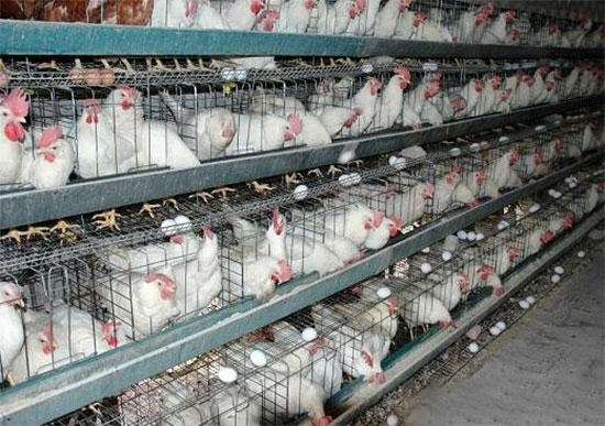 蛋雞産蛋下降的主要原因及對策