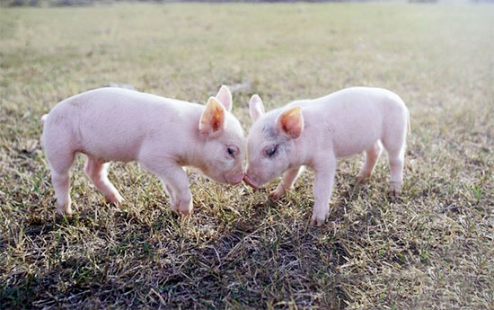 為何仔豬斷奶容易瘦具體原因在這裡