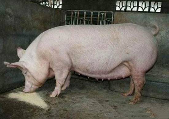 斷奶母豬的發情表現