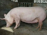 斷奶母豬的發情表現