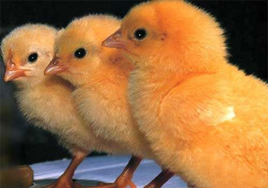 把握溫濕度養好肉仔雞