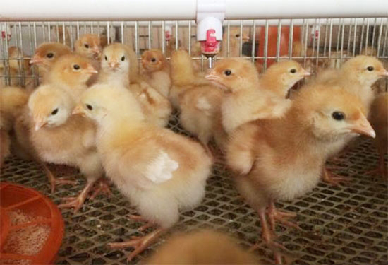 肉用仔雞飼養管理技巧