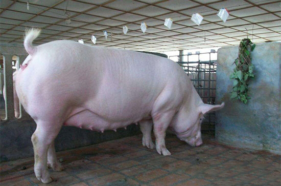 養豬實戰技巧一妊娠母豬管理