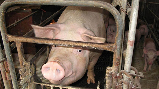 母豬是否已懷孕如何觀察？