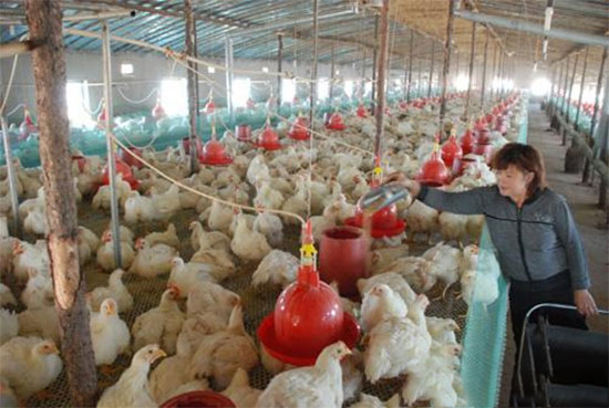 肉雞飼料中添加谷物顆粒降低死亡率