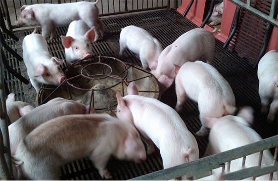 飼料飼喂不當會增加養豬成本