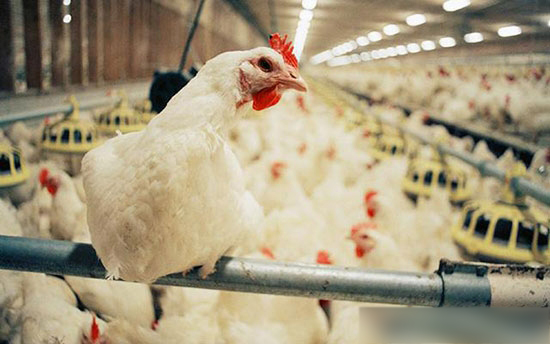 肉雞日糧配制的基本原理