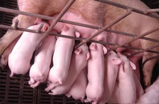 新生仔豬管理誤區