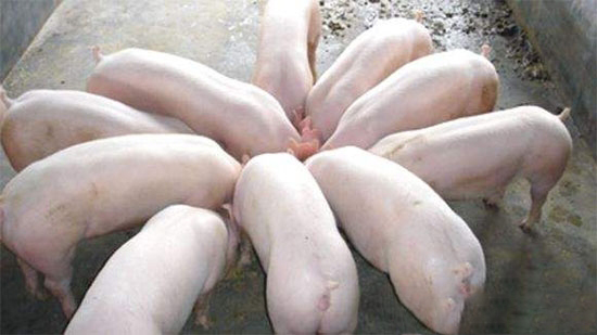 “四加”提高生豬食欲