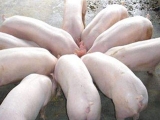 “四加”提高生豬食欲