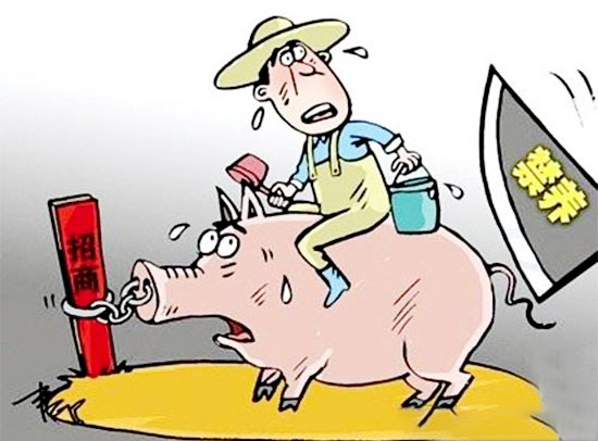 非禁養區250頭内小豬場也要被拆，2017年後再無散養戶？