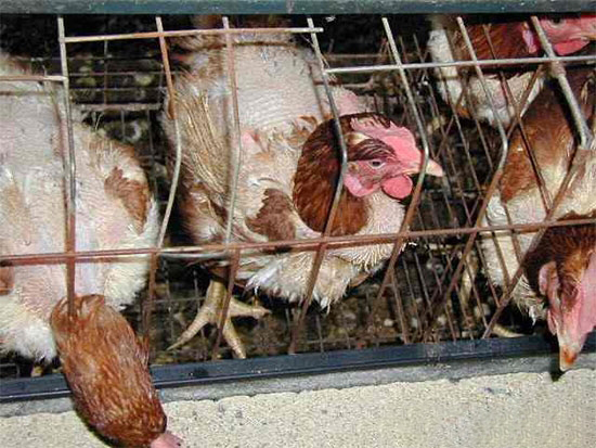 蛋雞掉毛的原因及預防