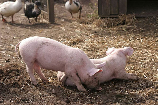 仔豬保健通常被認為是三針保健