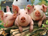 重大利好齊發 豬價有望上漲