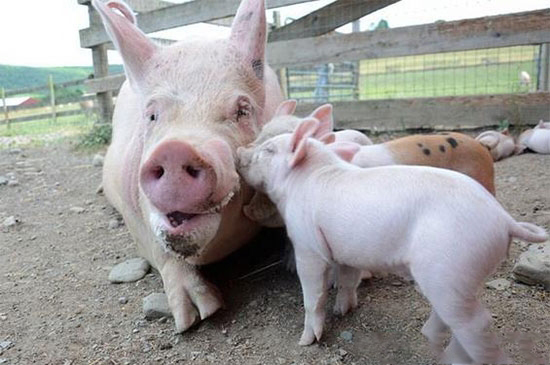 家畜濕毒症又稱濕症一年四季均可發病