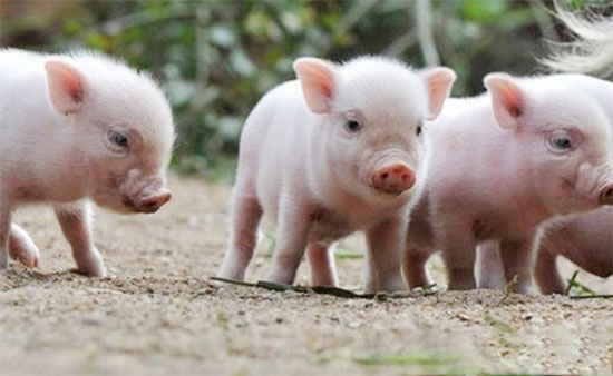 仔豬養殖過程需要補哪些飼料