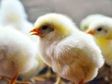 幼雞慎喂蛋白質飼料