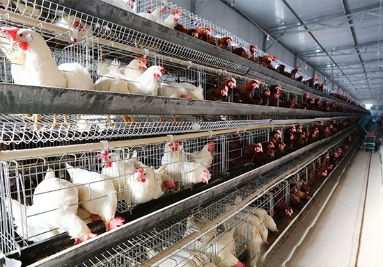 籠養蛋雞的日常巡查要點