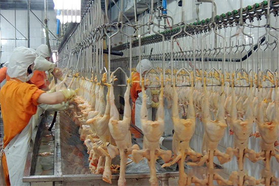“冰鮮雞”迎來發展機遇