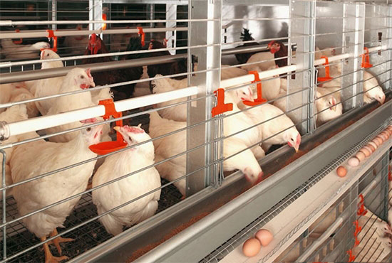 春季蛋雞飼養五注意