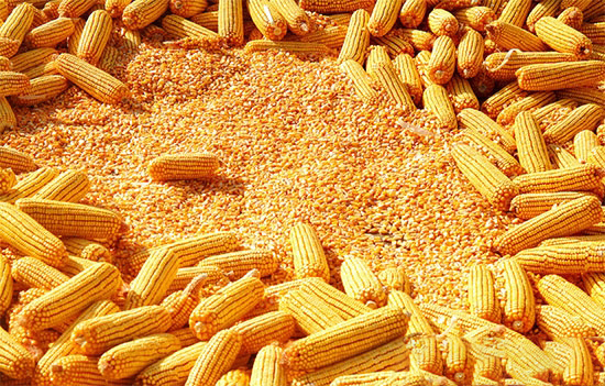 使用玉米喂豬的技巧