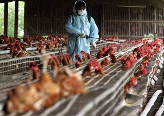 春季肉雞做好消毒預防工作