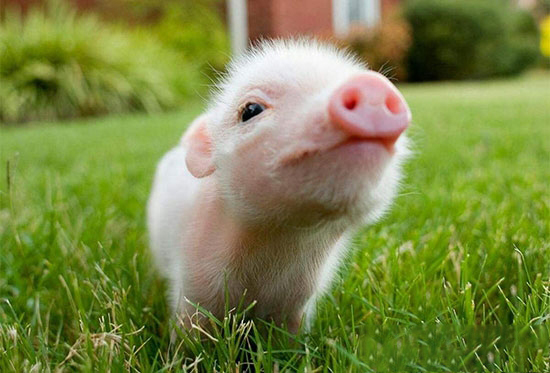 仔豬到底應該怎樣斷牙？