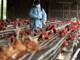 春季肉雞做好消毒預防工作