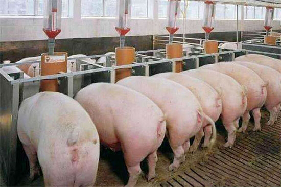 母豬配種時的管理