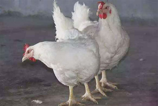 肉種雞全程體重控制要點