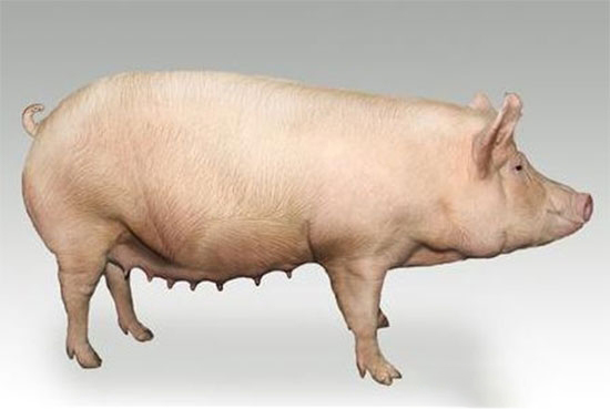 如何有效降低母豬非生産天數