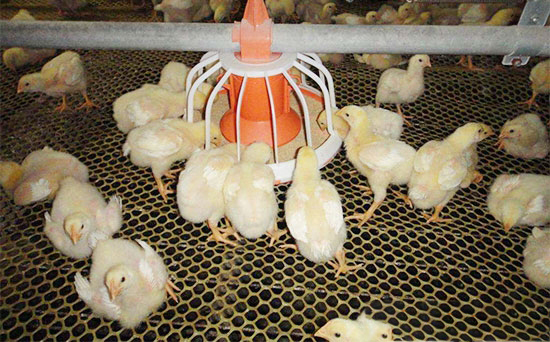 飼料蛋白過量 肉雞也痛風