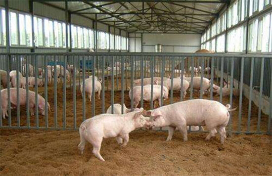 雞糞喂豬可節本增效