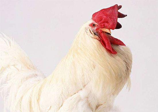 種公雞飼養的技術措施