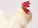 種公雞飼養的技術措施