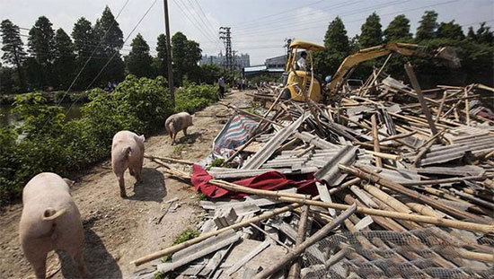 2017年最新養殖補貼項目 符合這四項的趕緊行動吧