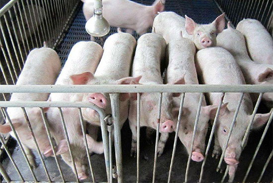 養豬高蛋白的認識三個誤區