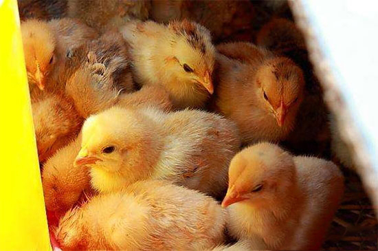 啄肛與光照的關系