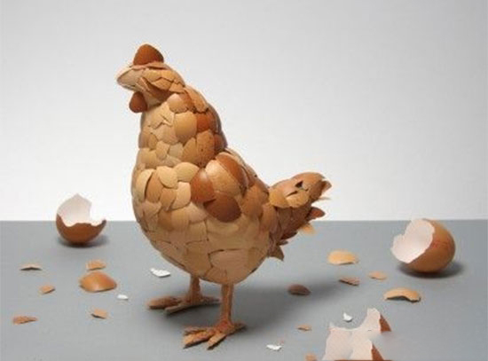 預産期蛋雞的生理特點