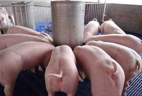 養殖業風暴來臨，你将如何不被淘汰？