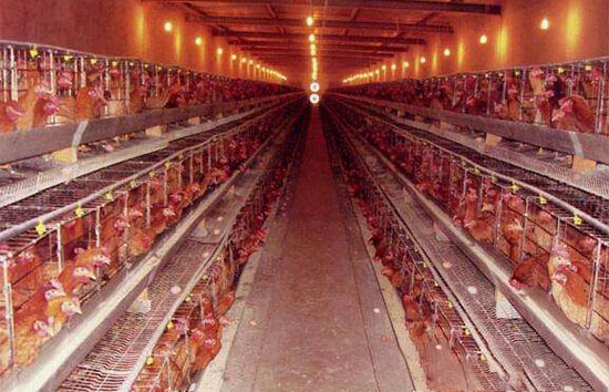 蛋雞舍人工補光注意事項