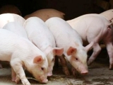 四季養豬增重的技術要點