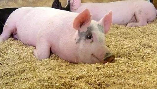 養豬人要注意豬厭食可是大事！